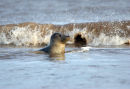 07-0645 Grey Seal with Wave (Halichoerus grypus)